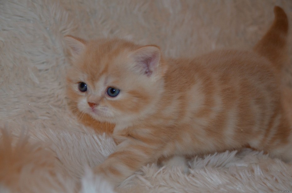 Кот британский гладкошерстный палевый