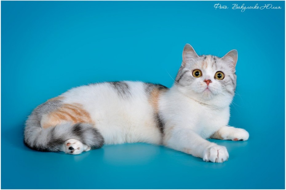 Шотландская прямоухая котенок