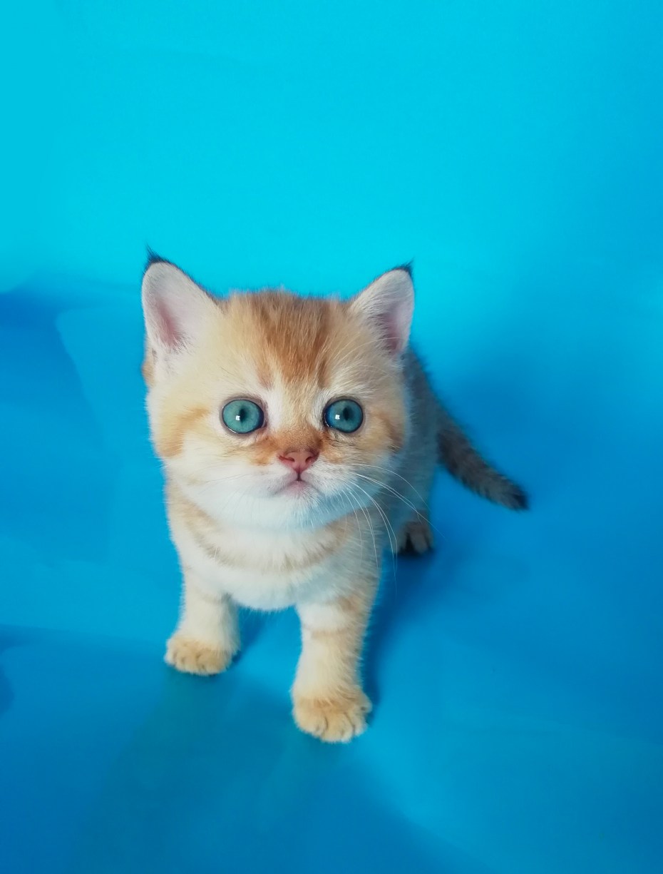 Купить котенка персика