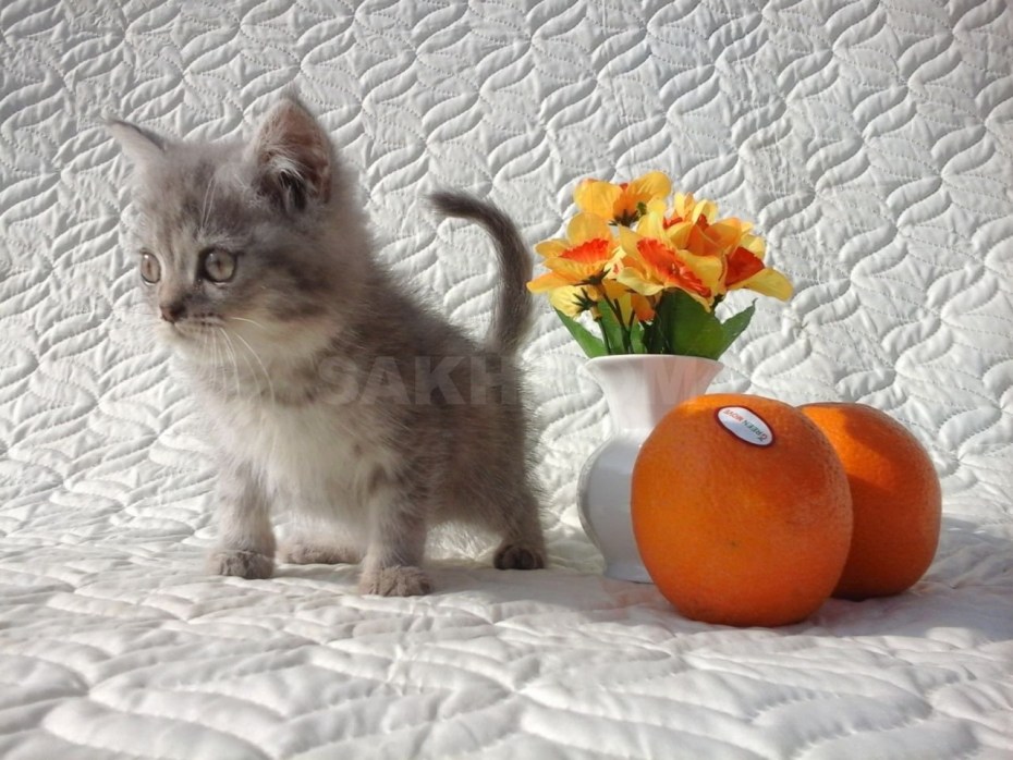 Скоттиш страйт пушистый котенок рыжий