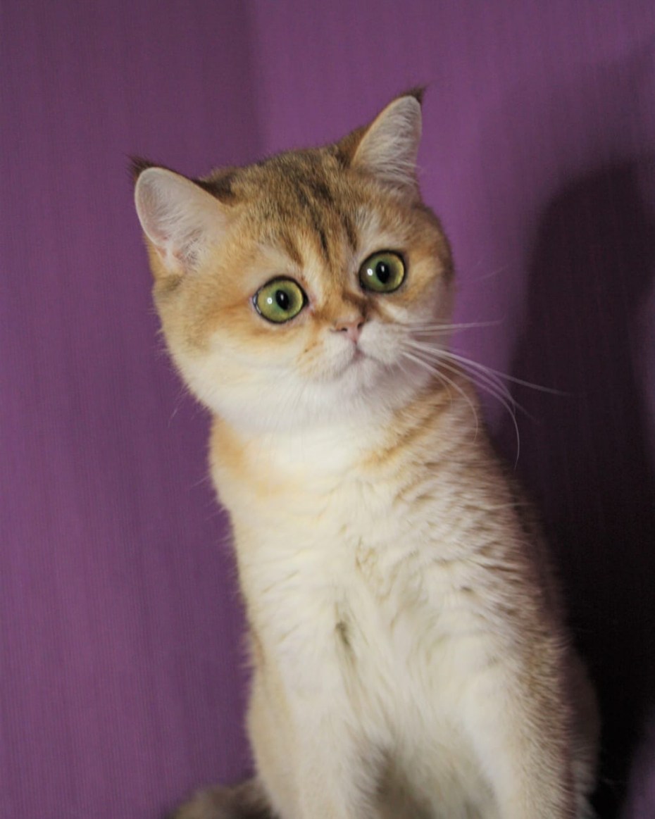 Скоттиш фолд черепаховый