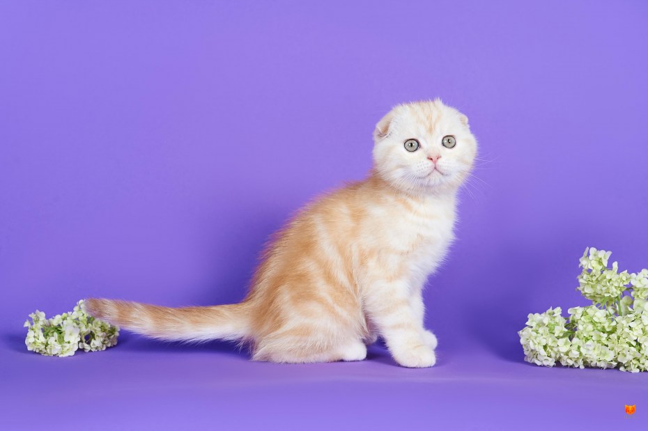 Шотландская кошка прямоухая биколор