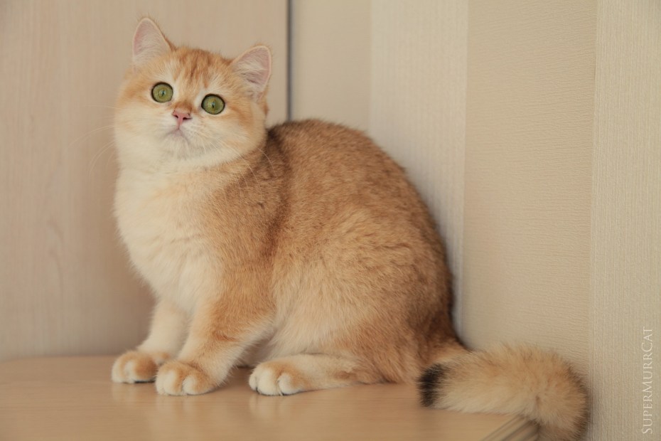 Шотландский хайленд страйт