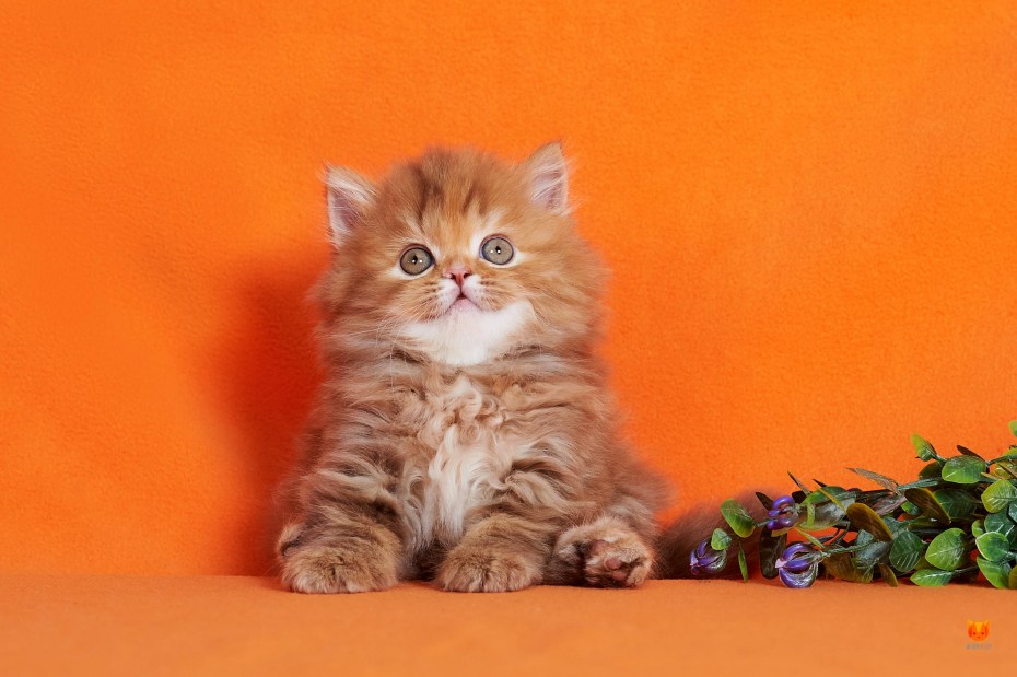 Шотландский кот прямоухий бежевый