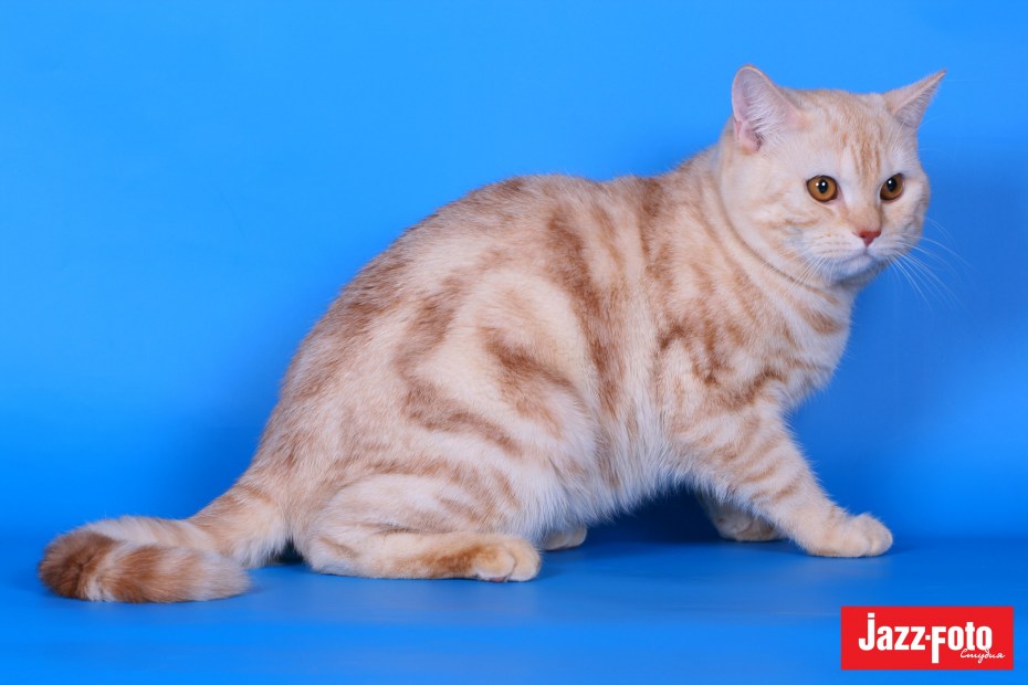 Персиковый шотландский кот страйт