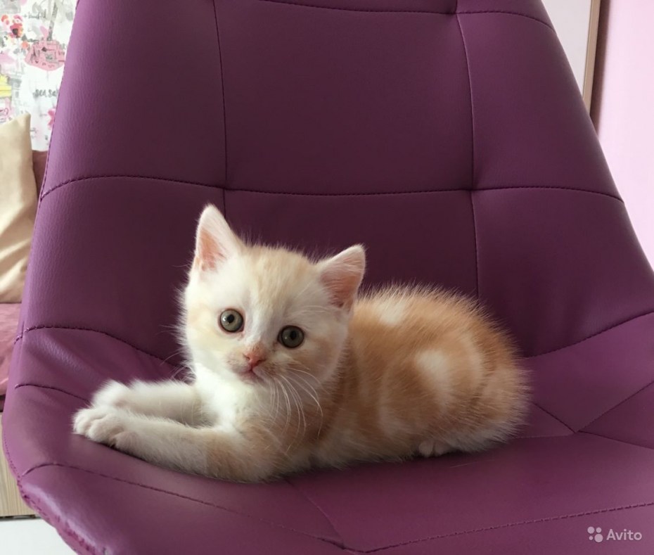 Шотландские котята прямоухие лиловые
