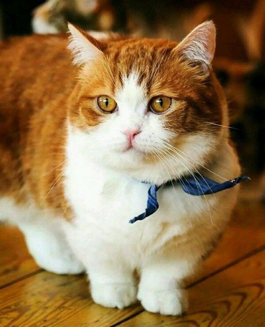 Коты Манчкин