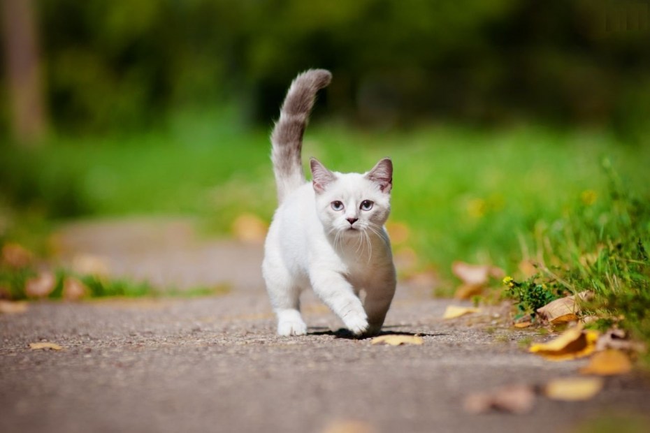 Манчкин кот котенок