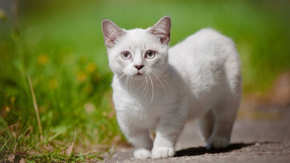 Манчкин кот белый