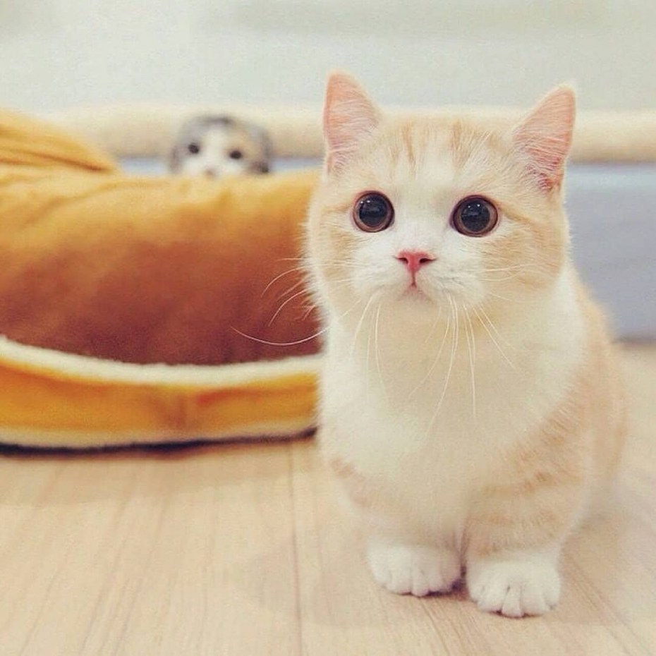 Коты Манчкин милые