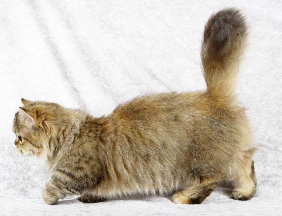 Манчкин длинношёрстный кошка