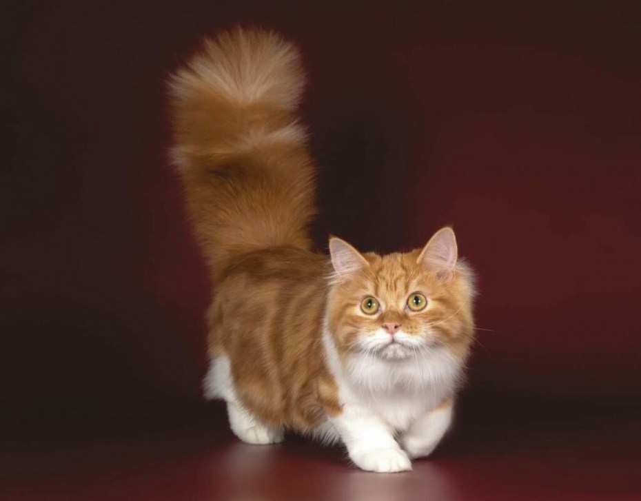 Манчкин кошка