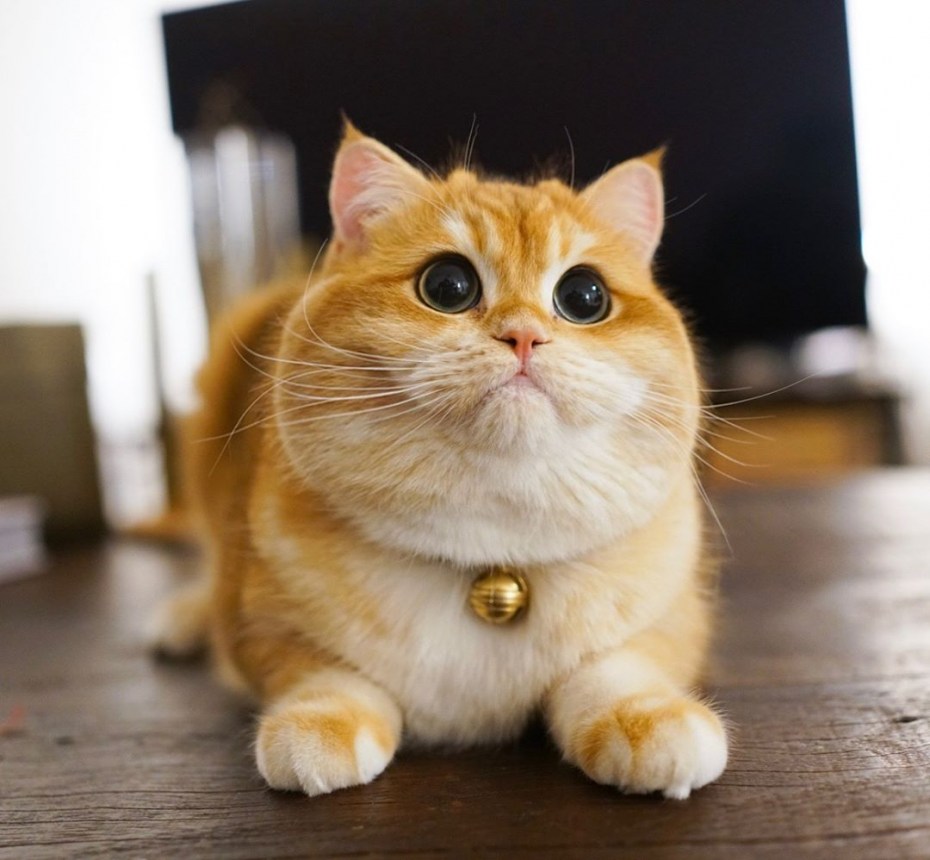 Манчкин кот рыжий