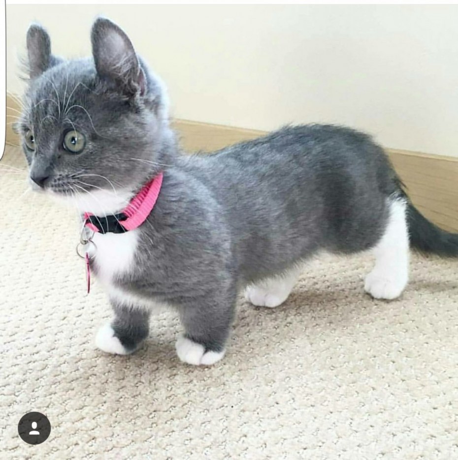 Манчкин кот