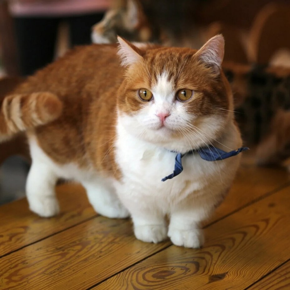 Коты Манчкин