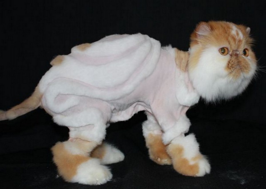 Стрижка кошек