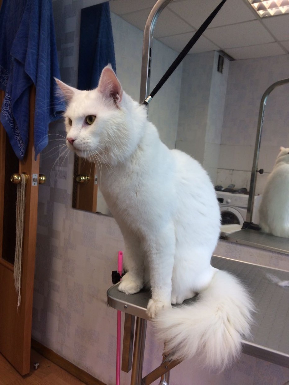 Грумер Казань для кошек