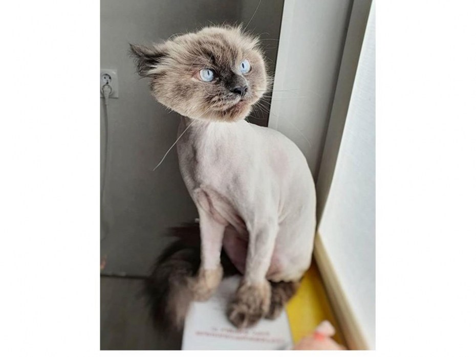 Стрижка кошек в Омске