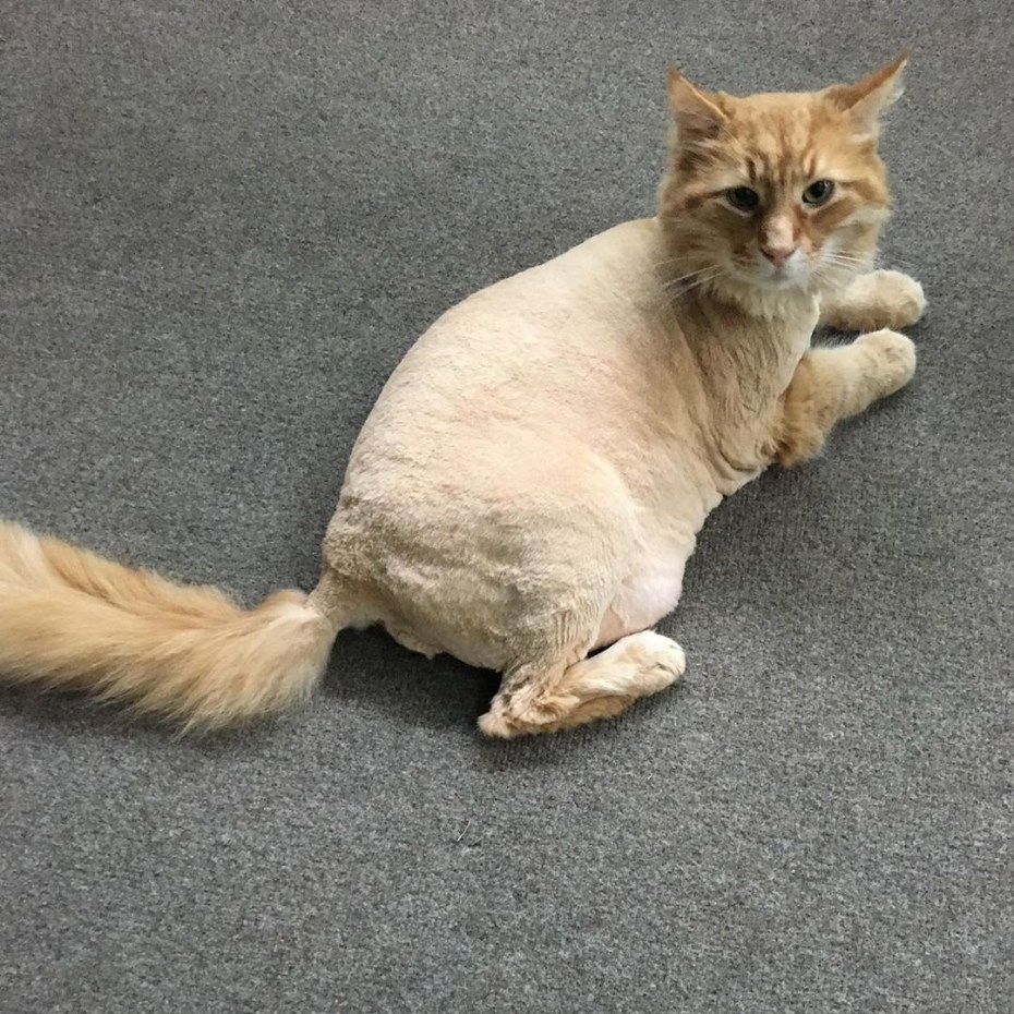 Модельные стрижки котов