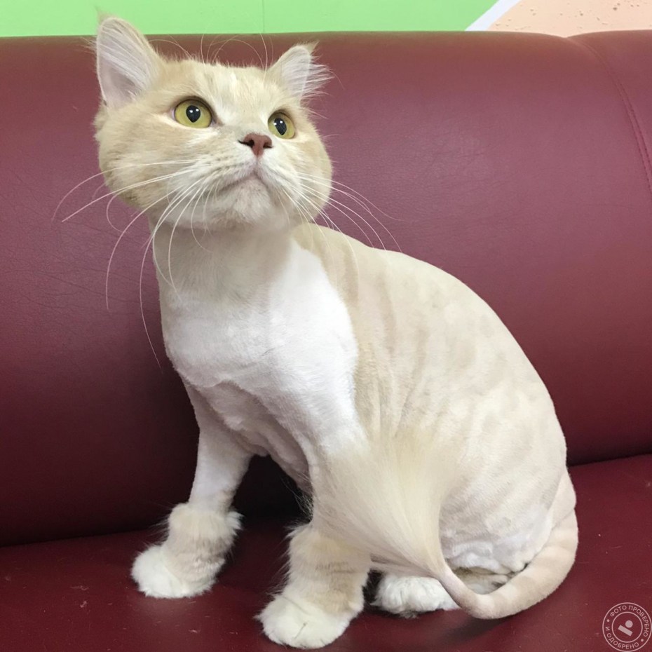 Стрижка длинношерстных кошек
