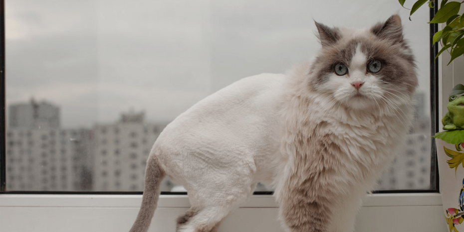 Стрижка длинношерстных кошек