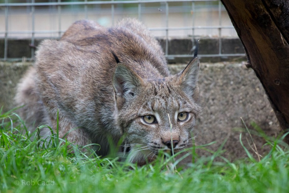 Кот каракал домашний