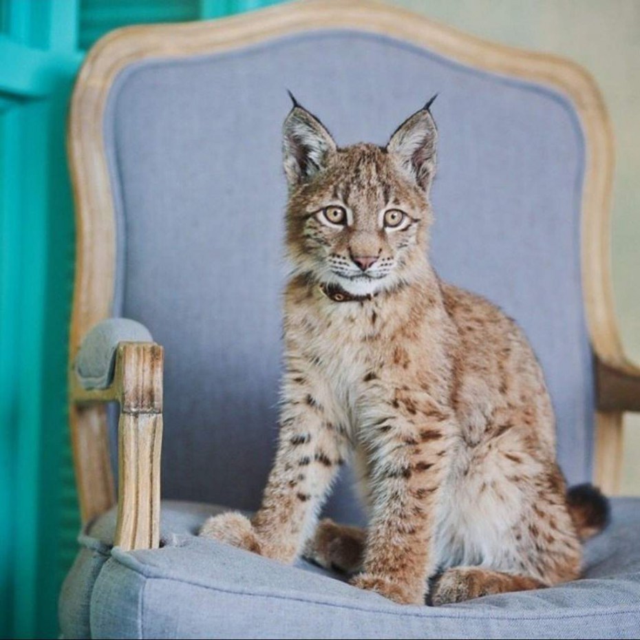 Степной кот каракал