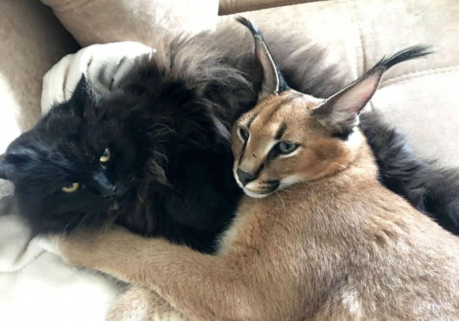 Кошка смесь с рысью