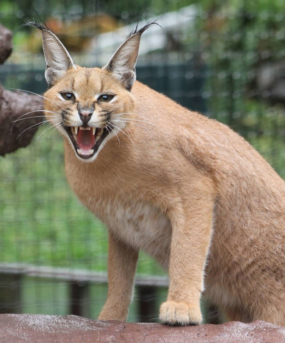 Каракал кошка