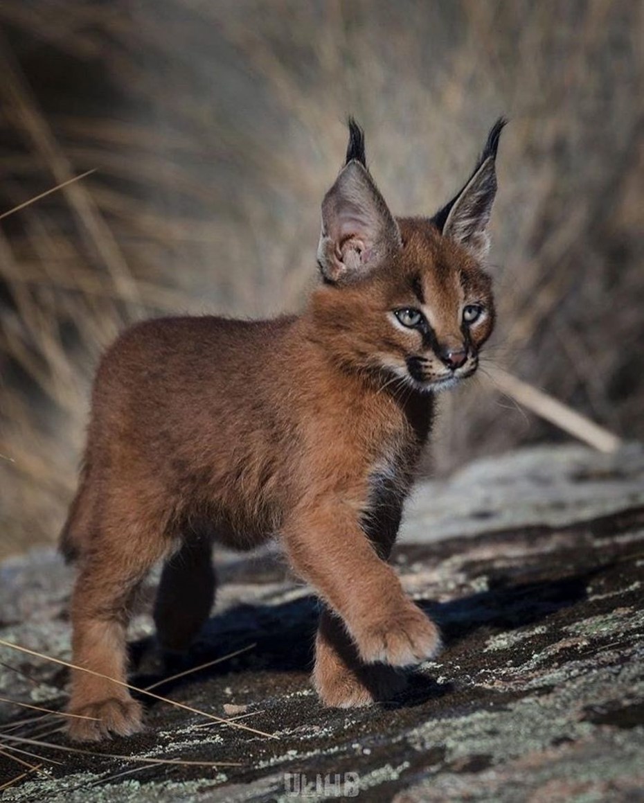 Кот каракал домашний