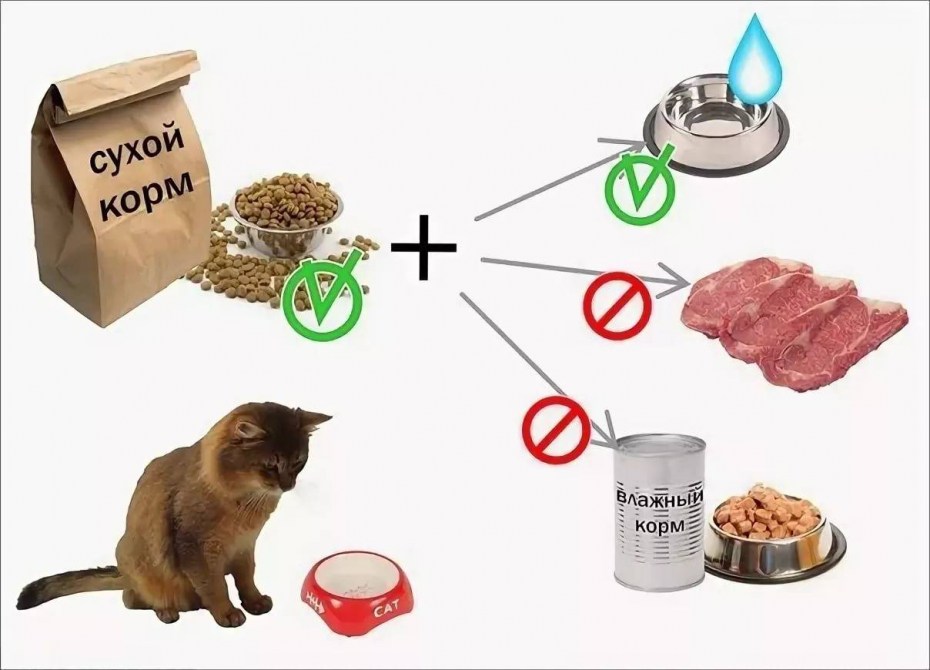 Рацион продуктов для кошек
