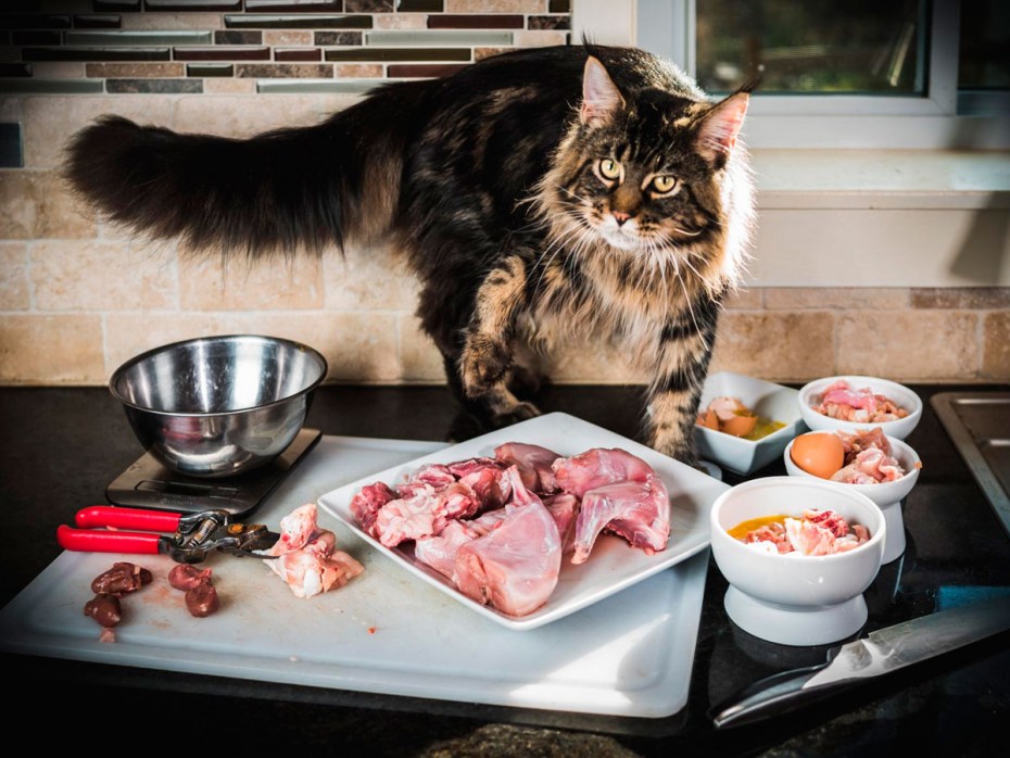 Молоко для котят