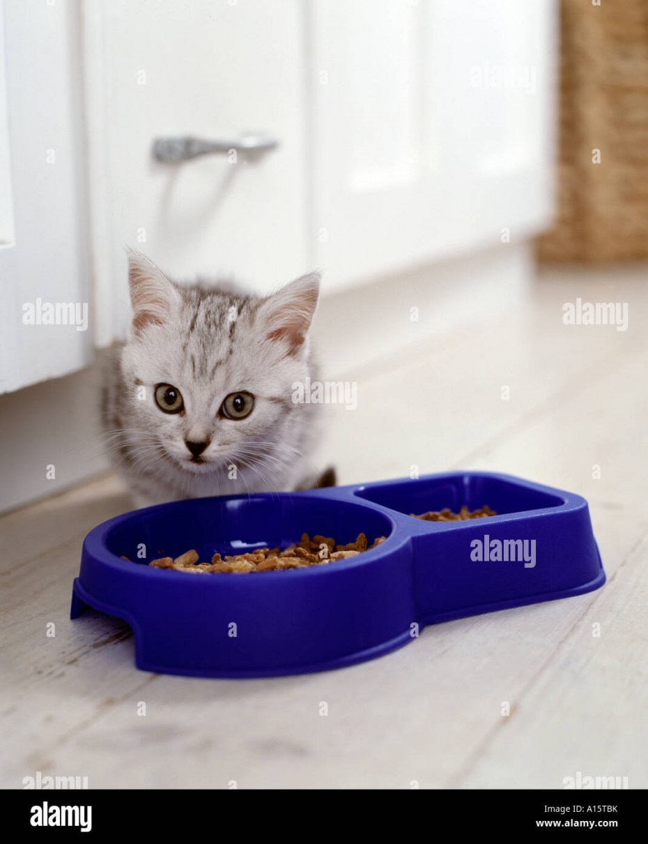 Котенок сливки