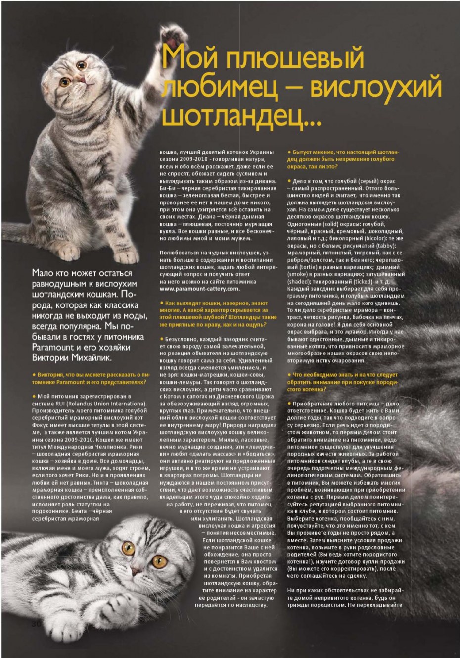 Рацион питания шотландской вислоухой кошки