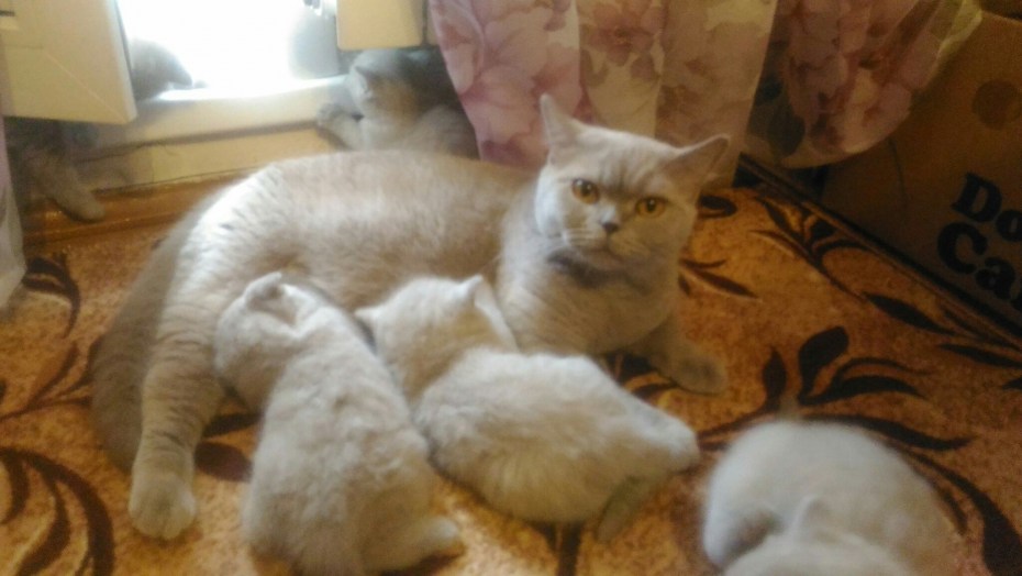 Лучший рацион для кошек