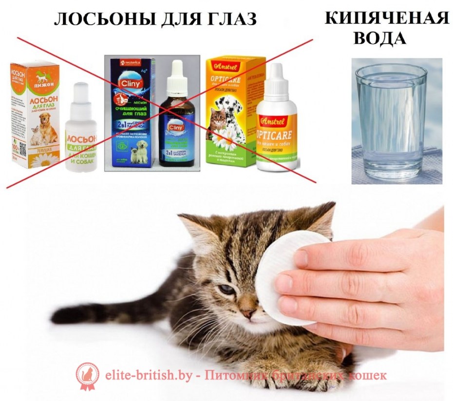 Советы по уходу за котенком