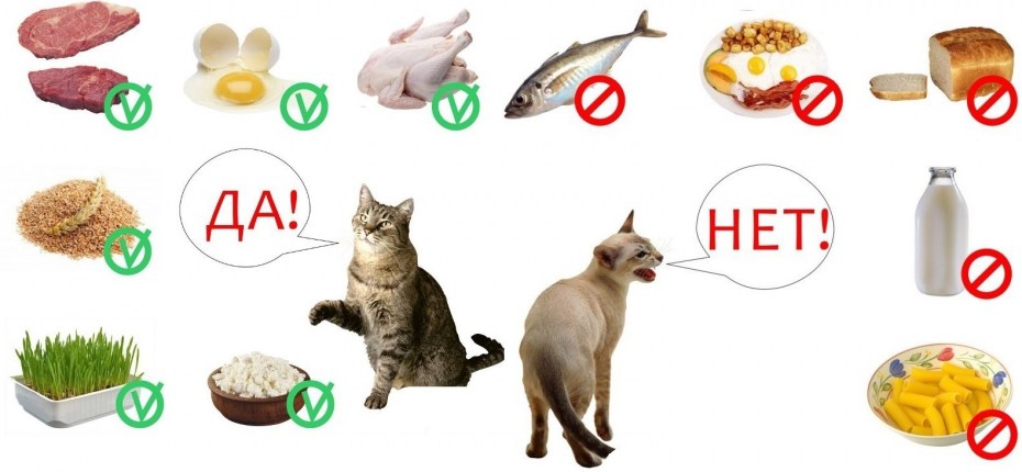 Корм для кошек