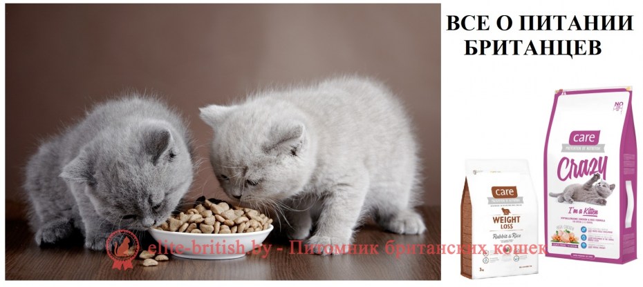 Котенок пьет молоко