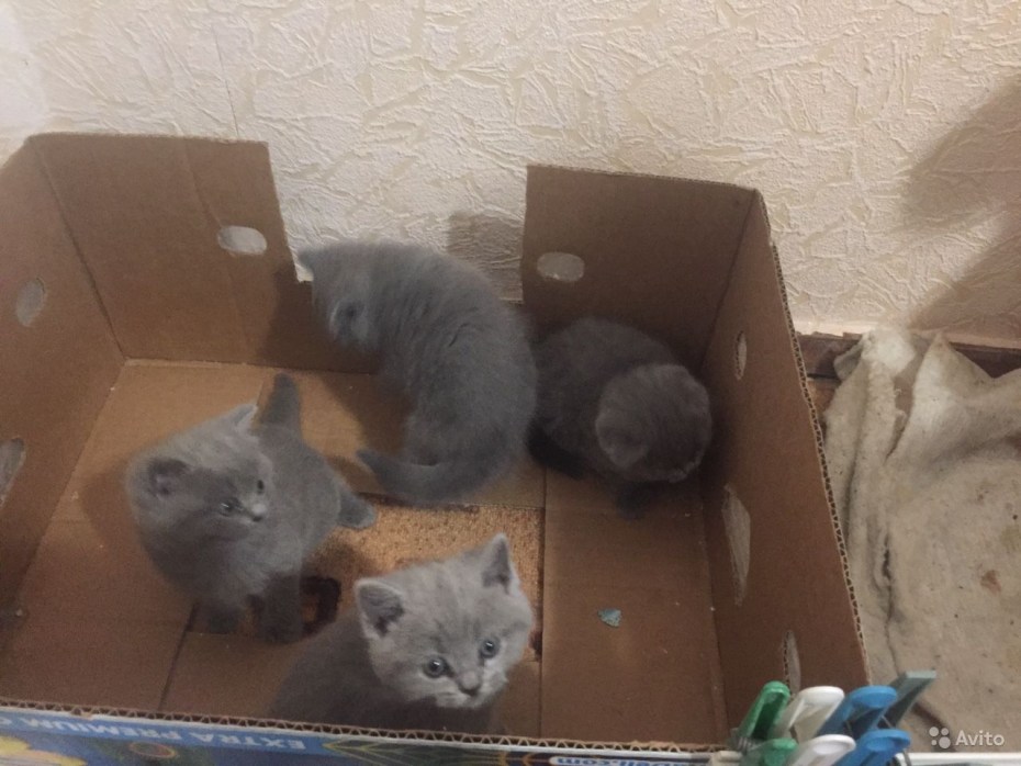 Бракованные котята от британских