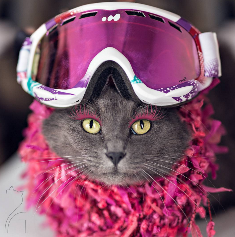 Модная кошка