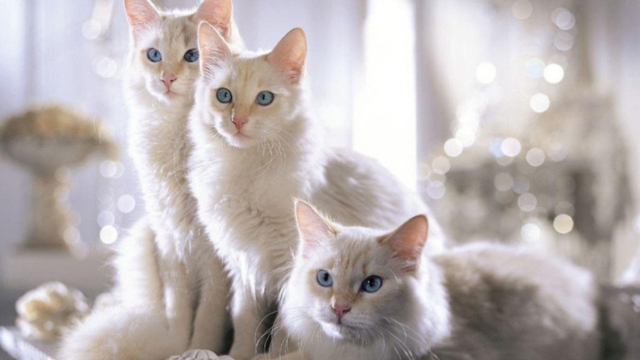 Кошечки много красивых