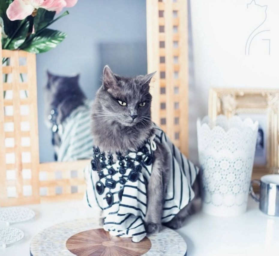 Стильные кошечки