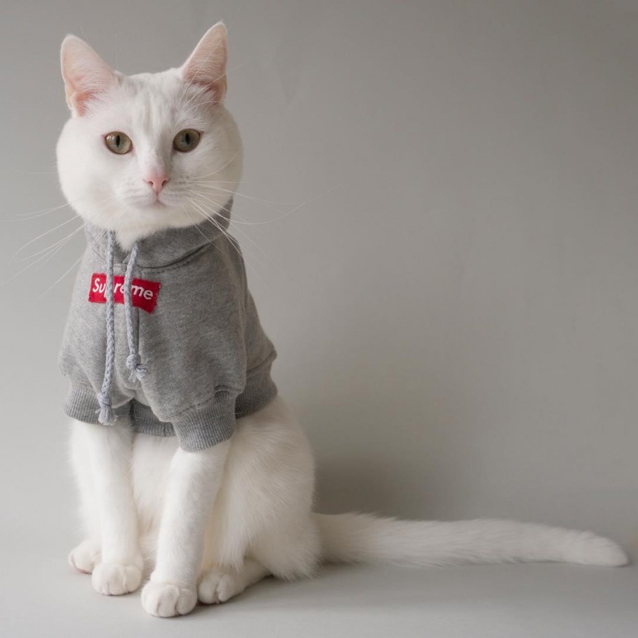Модная кошка