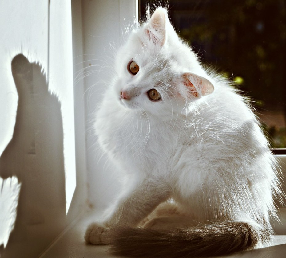 Кошка счастья