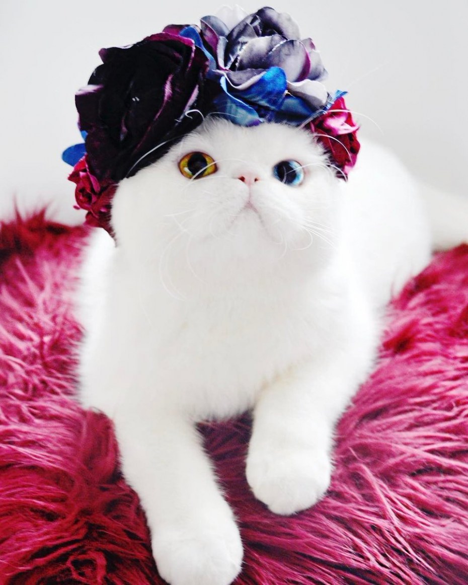 Модные коты