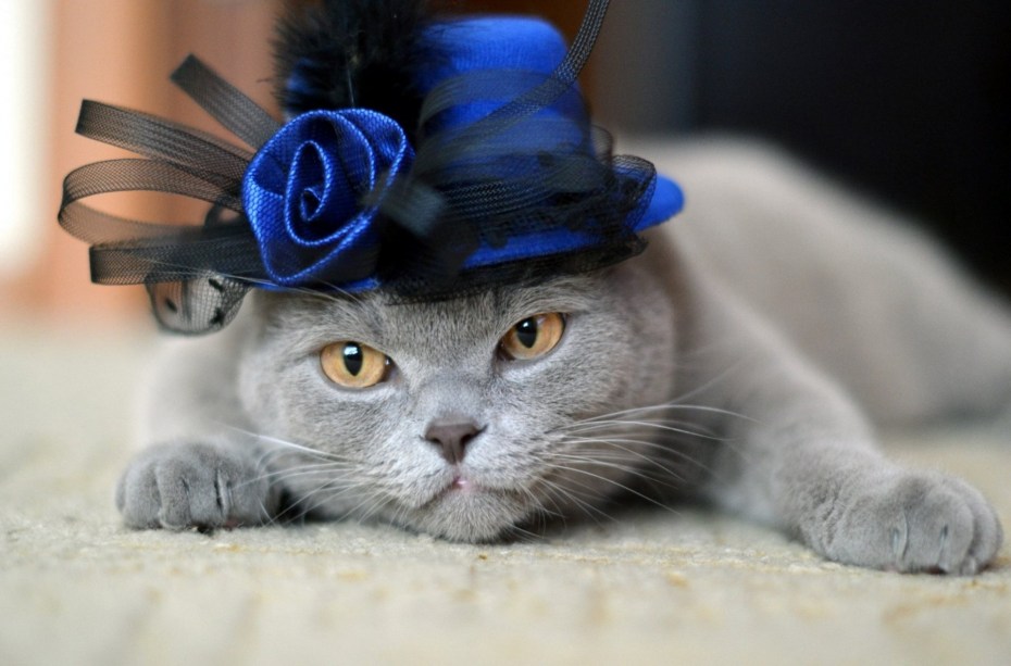 Коты в шляпах