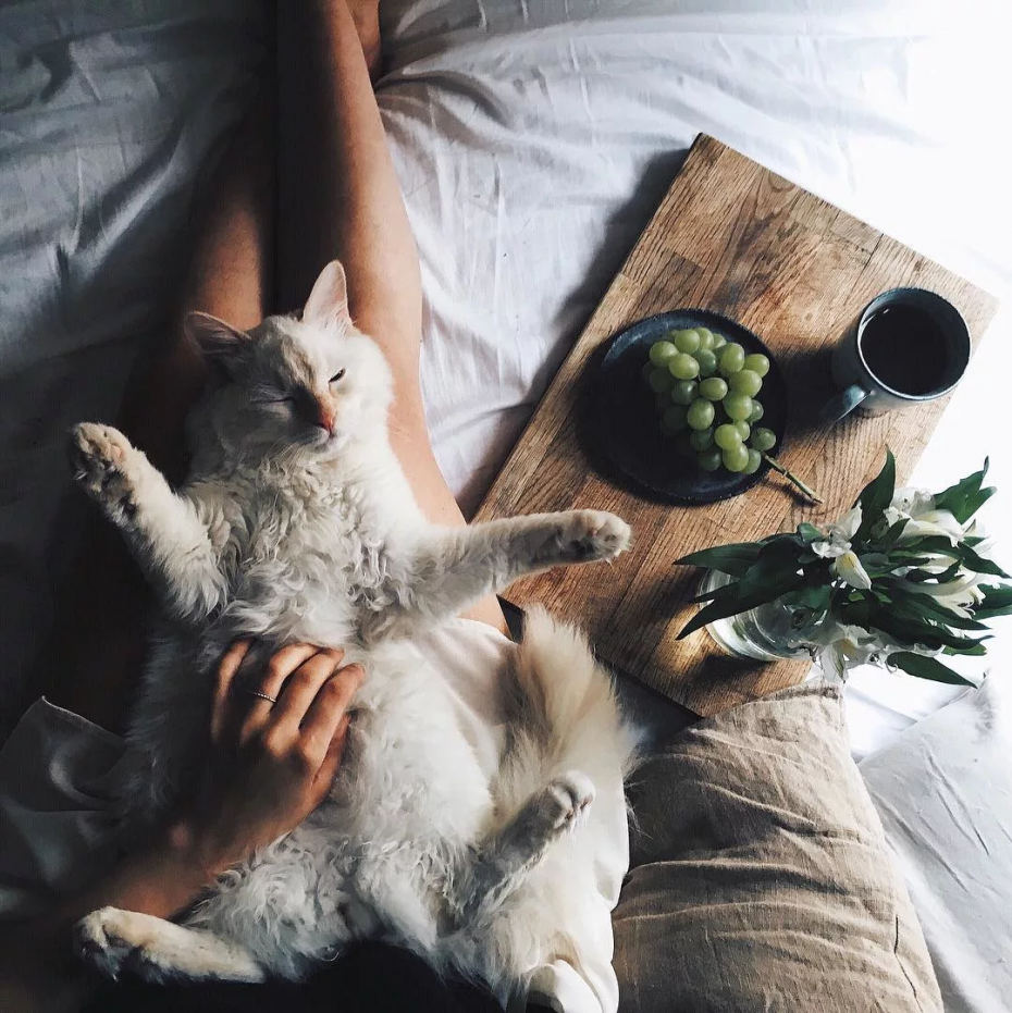 Доброе утро котик