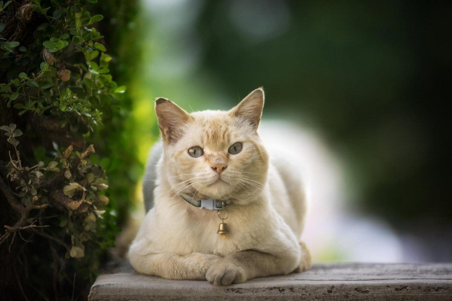 Красивые коты