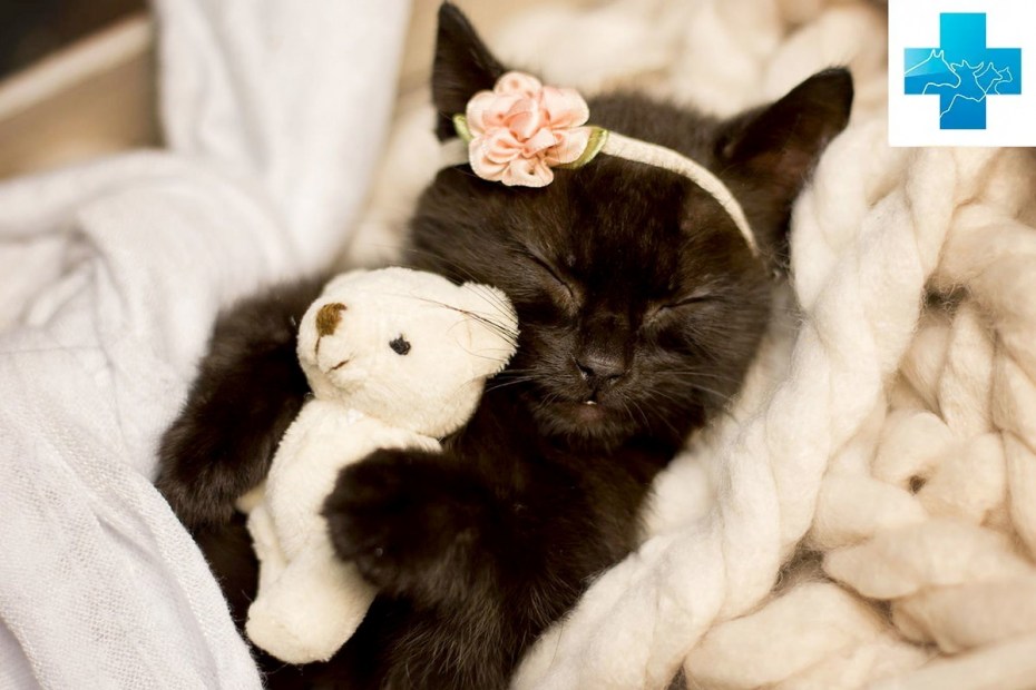 Умильные котики