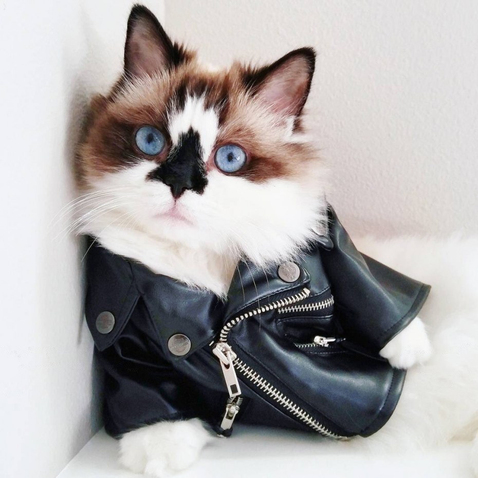 Модные котики